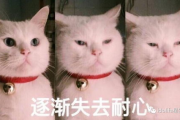 吃瓜表情包猫咪,猫咪版表情包大揭秘
